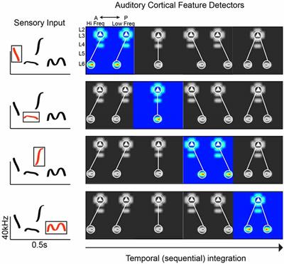 Using Neural Circuit Interrogation in Rodents to Unravel Human Speech Decoding